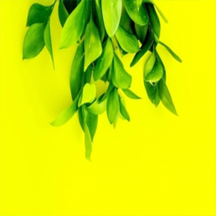antioxidants: what you need to know
