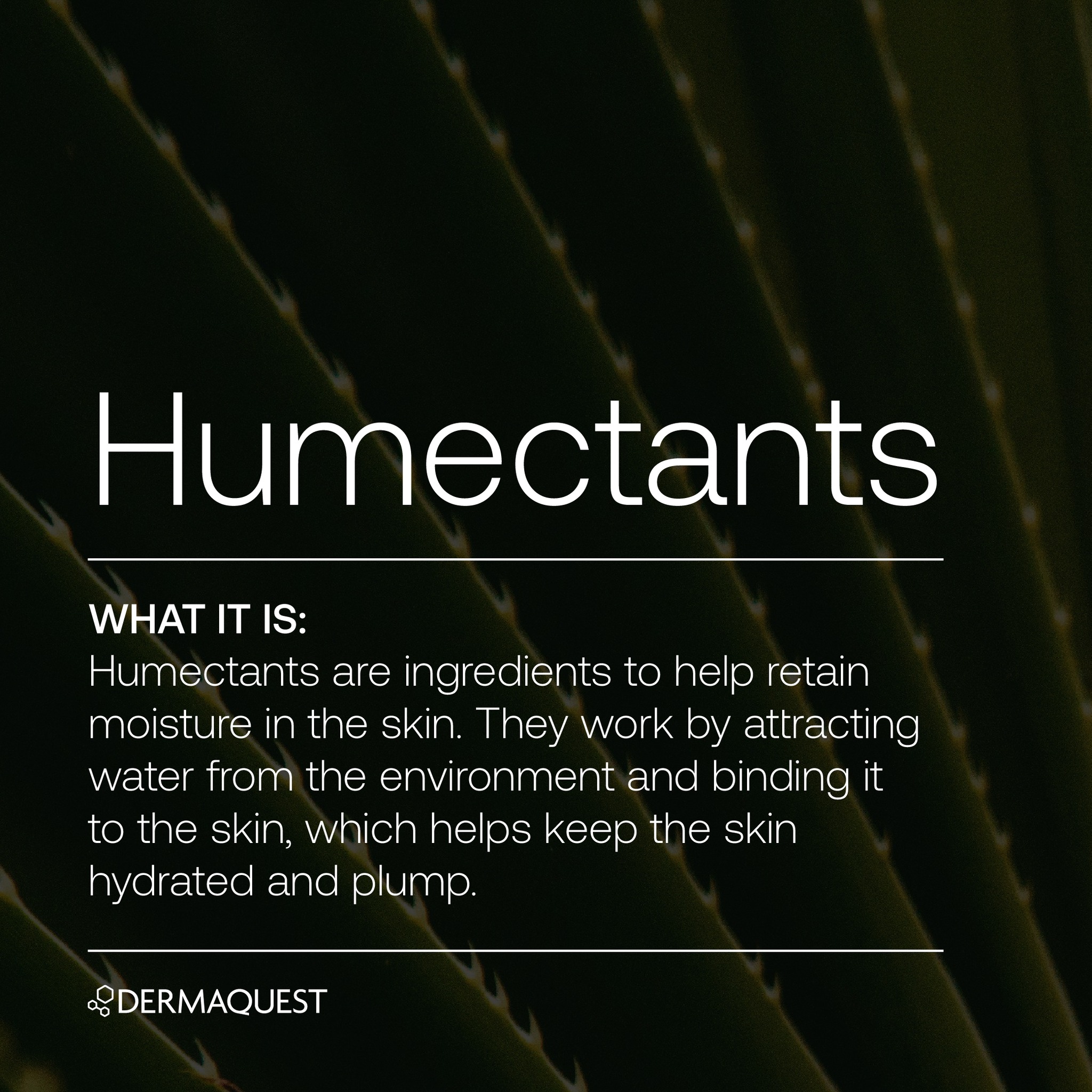 Essential Moisturizer