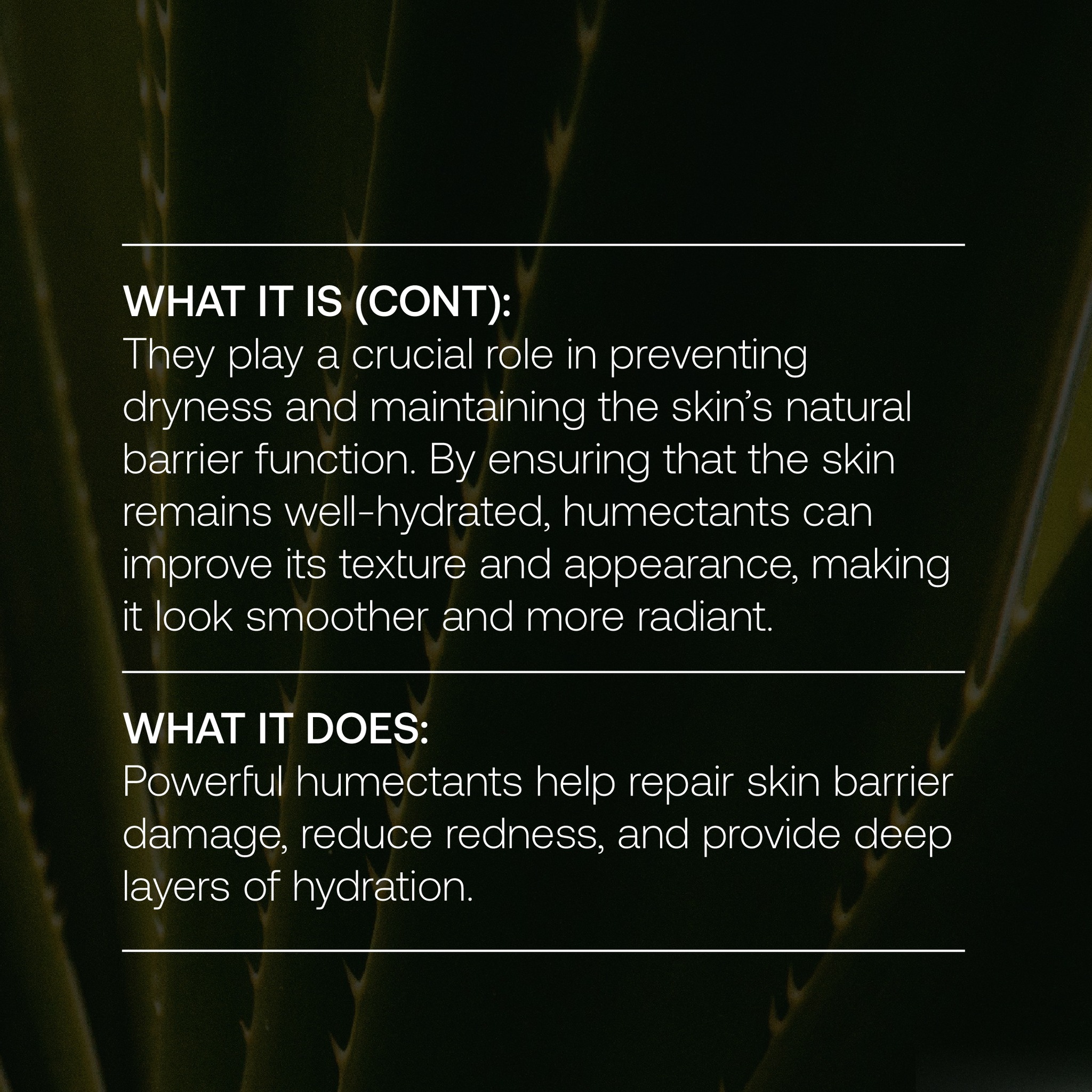 Essential Moisturizer