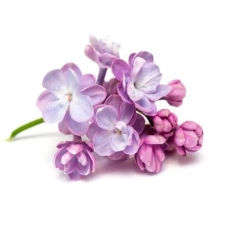 Lilac Plant Stem Cell (Syringa Vulgaris Leaf Cell Culture Extract)