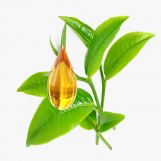 Tea Tree Oil (Melaleuca Alternifolia Leaf Oil)
