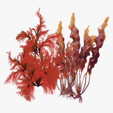 Red/Brown Algae (Porphyridium Polysaccharide, Laminaria Digitata)