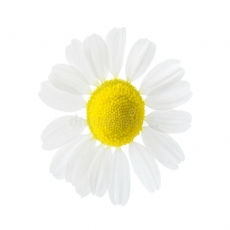 Chamomilla Recutita (Matricaria)