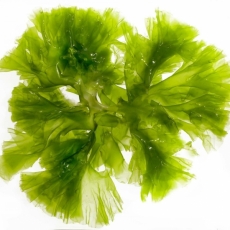 Algae Extract