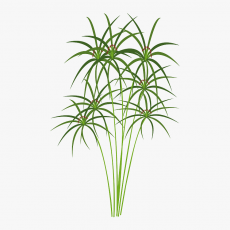 Cyperus Papyrus Leaf Cell Extract