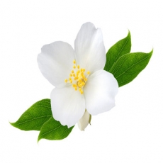 Jasmine Flower Extract