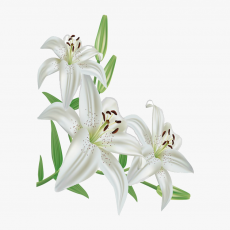 Madonna Lilly Plant Stem Cell (Lilium Candidum Leaf Cell Extract)