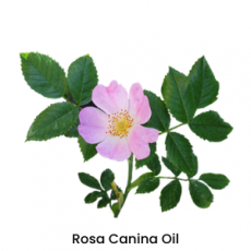 Rosa Canina Oil