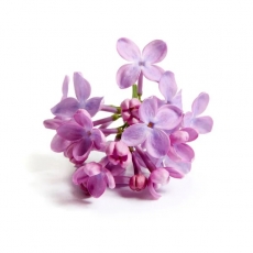 Lilac Plant Stem Cell (Syringa Vulgaris Leaf Cell Culture Extract)